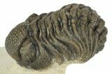 Detailed Morocops Trilobite - Ofaten, Morocco #229752-1